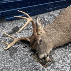 Meet your Posher, Ben